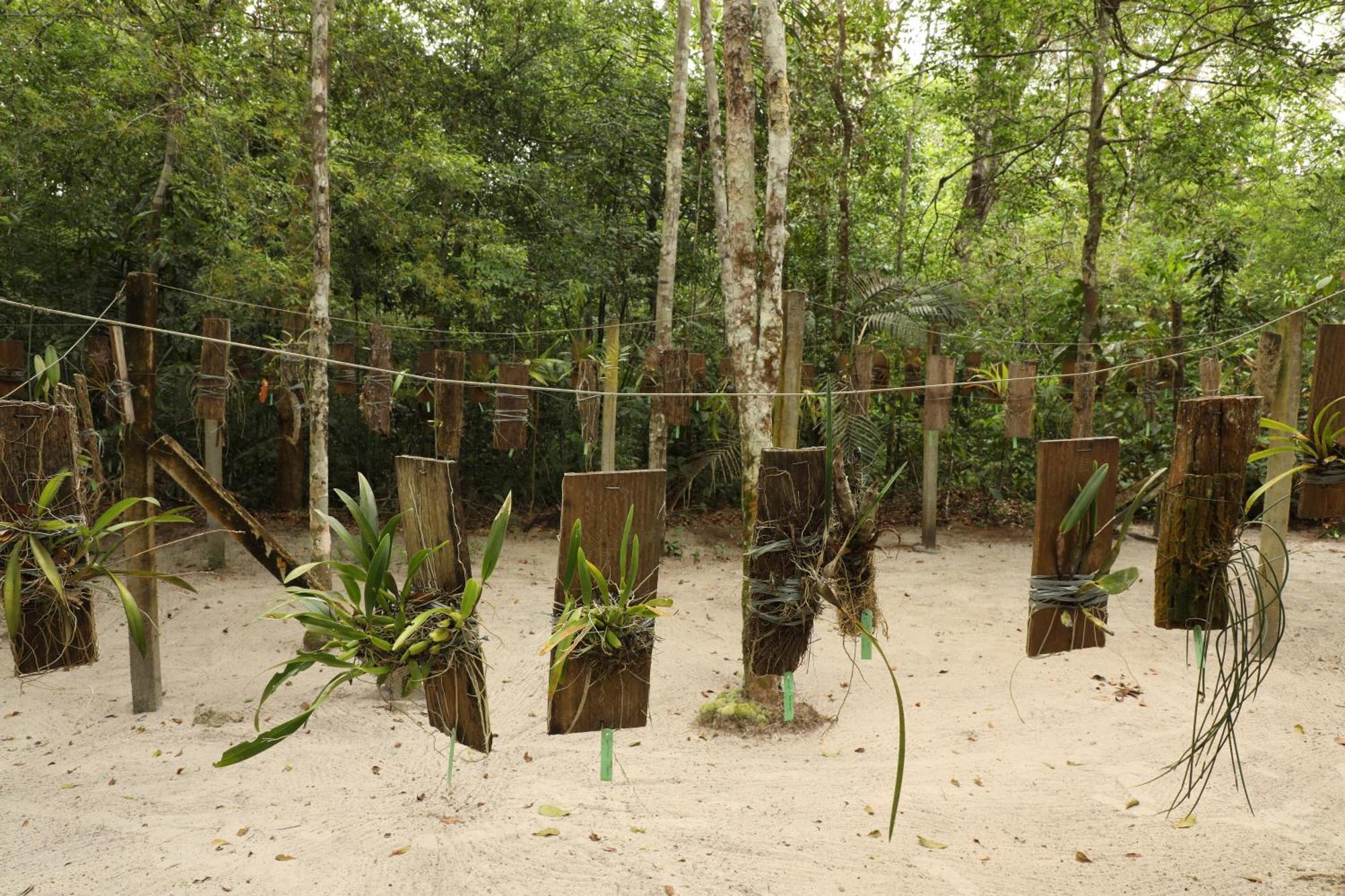 Amazon Ecopark Jungle Lodge Манаус Экстерьер фото