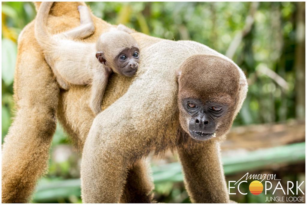 Amazon Ecopark Jungle Lodge Манаус Экстерьер фото