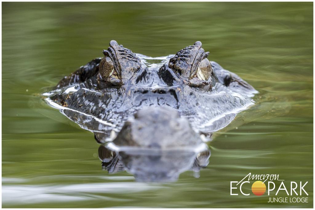 Amazon Ecopark Jungle Lodge Манаус Экстерьер фото